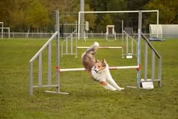 VaÏna du Fief Des Petits Crunchis