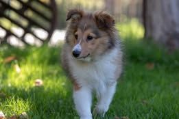 Pepsi du Fief Des Petits Crunchis