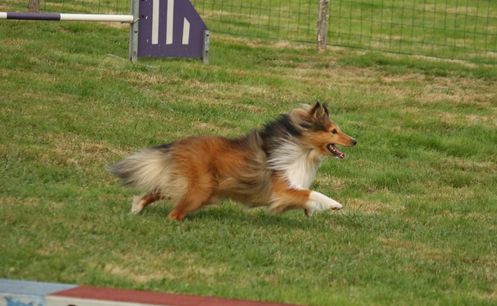 U re like a king du Fief Des Petits Crunchis