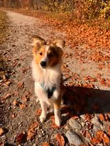 Aslan du Fief Des Petits Crunchis