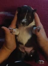 Abracadabra magia du Fief Des Petits Crunchis