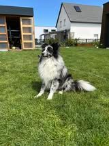 Viper blue du Fief Des Petits Crunchis