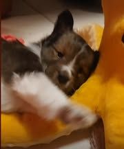 Abracadabra magia du Fief Des Petits Crunchis