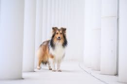 Voltali blonde du Fief Des Petits Crunchis