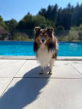 Pepsi du Fief Des Petits Crunchis