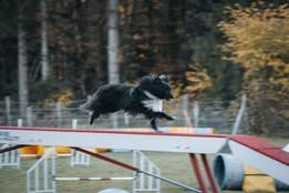 Vvillow dark moon du Fief Des Petits Crunchis