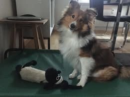 Pepsi du Fief Des Petits Crunchis