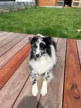 Viper blue du Fief Des Petits Crunchis