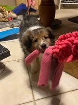 Abracadabra magia du Fief Des Petits Crunchis