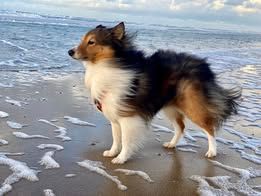 Pepsi du Fief Des Petits Crunchis