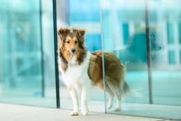 Voltali blonde du Fief Des Petits Crunchis