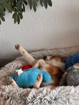 Aslan du Fief Des Petits Crunchis