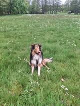 Univers tayko du Fief Des Petits Crunchis