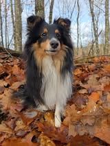 Un deux trois soleil du Fief Des Petits Crunchis