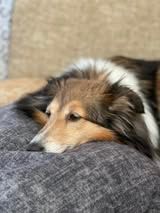 Psy k'ose d'athis du Fief Des Petits Crunchis