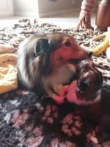 Abracadabra magia du Fief Des Petits Crunchis