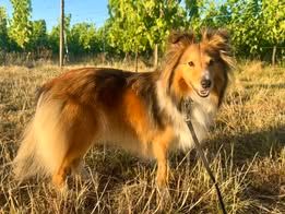 U take it easy du Fief Des Petits Crunchis