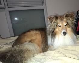 Nec pluribus impar du Fief Des Petits Crunchis