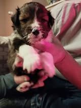 Abracadabra magia du Fief Des Petits Crunchis