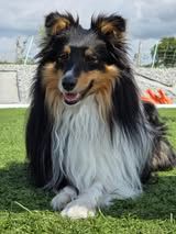 Un deux trois soleil du Fief Des Petits Crunchis