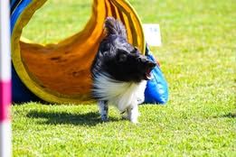 Super eager du Fief Des Petits Crunchis