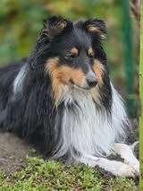 Un deux trois soleil du Fief Des Petits Crunchis