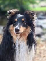 Un deux trois soleil du Fief Des Petits Crunchis