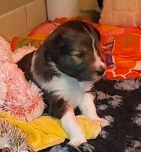 Abracadabra magia du Fief Des Petits Crunchis