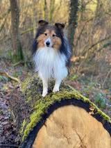 Pepsi du Fief Des Petits Crunchis