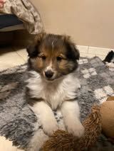 Abracadabra magia du Fief Des Petits Crunchis