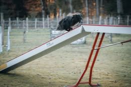 Vvillow dark moon du Fief Des Petits Crunchis