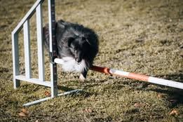 Vvillow dark moon du Fief Des Petits Crunchis