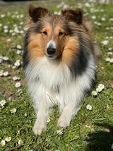 Pepsi du Fief Des Petits Crunchis