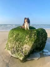 Pepsi du Fief Des Petits Crunchis