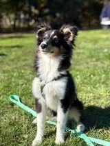 Aslan the black lion du Fief Des Petits Crunchis