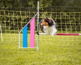Pepsi du Fief Des Petits Crunchis
