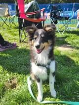 Aslan the black lion du Fief Des Petits Crunchis