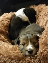 Abracadabra magia du Fief Des Petits Crunchis