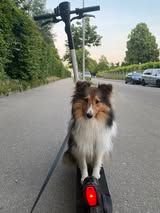 Pepsi du Fief Des Petits Crunchis