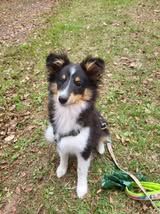 Aslan the black lion du Fief Des Petits Crunchis