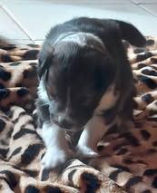 Abracadabra magia du Fief Des Petits Crunchis