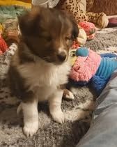 Abracadabra magia du Fief Des Petits Crunchis