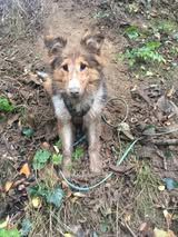 Pepsi du Fief Des Petits Crunchis