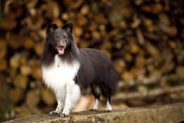 Super eager du Fief Des Petits Crunchis