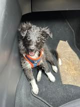 Aerly black panther du Fief Des Petits Crunchis