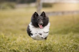 Super eager du Fief Des Petits Crunchis