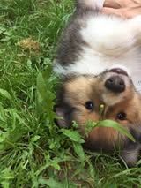 Pepsi du Fief Des Petits Crunchis