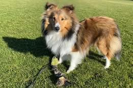 Pepsi du Fief Des Petits Crunchis