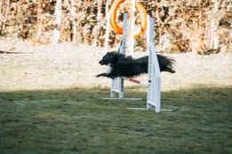 Vvillow dark moon du Fief Des Petits Crunchis