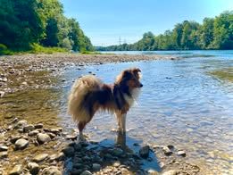 Pepsi du Fief Des Petits Crunchis